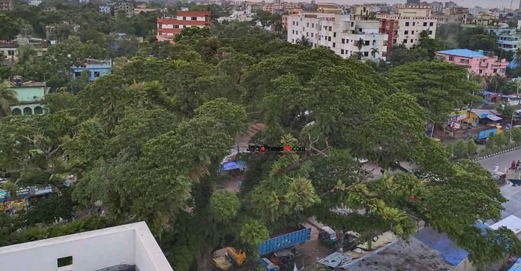 ফেনীতে ৪১০ বছরের প্রাচীন গাছ ‘মেঘ শিরিষ’