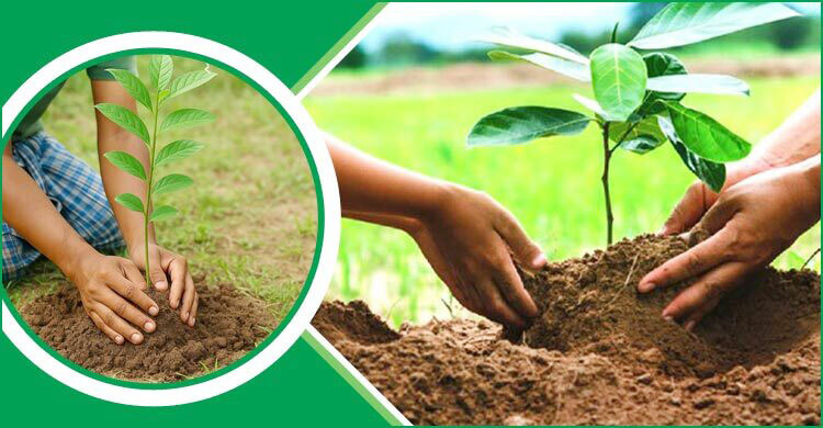 পরিবেশের ভারসাম্য রক্ষায় গাছ কেন প্রয়োজন