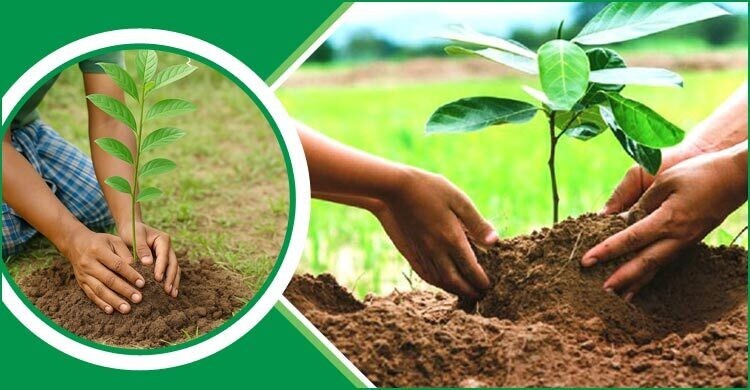 শিক্ষাপ্রতিষ্ঠানে ২৫ কোটি বৃক্ষরোপণের কাজে শুরুতেই ‘হোঁচট’