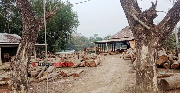 করাতকলের দাপটে উজাড় হচ্ছে মৌলভীবাজারের বন