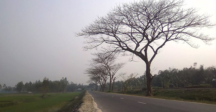 গ্রামে হারিয়ে যাচ্ছে বড় ও পুরোনো গাছ