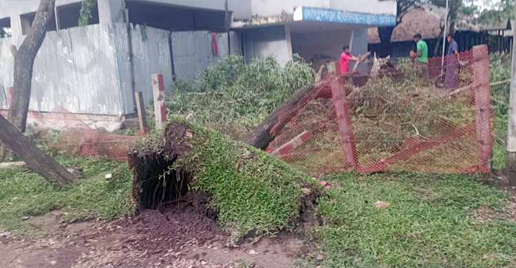 আদালত চত্বরের গাছ কাটার অভিযোগে এসিল্যান্ডের বিরুদ্ধে মামলা