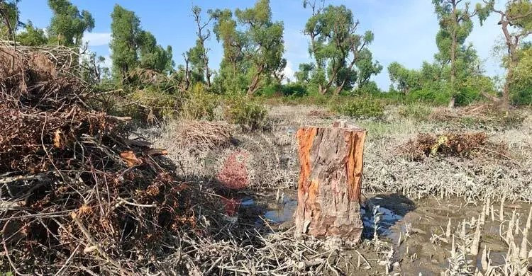 বিপদাপন্ন গাছ কাটলে লাখ টাকা জরিমানা