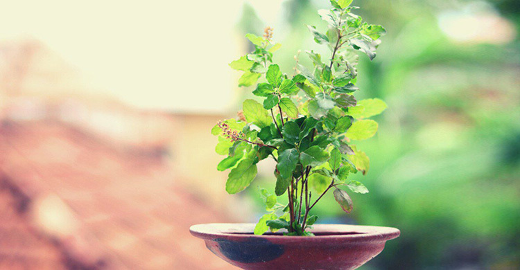 মানসিক চাপ কমাতে ঘরে রাখুন এই গাছ