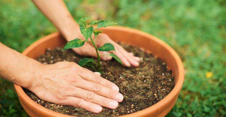 গাছ কমাতে পারে আপনার মানসিক চাপ