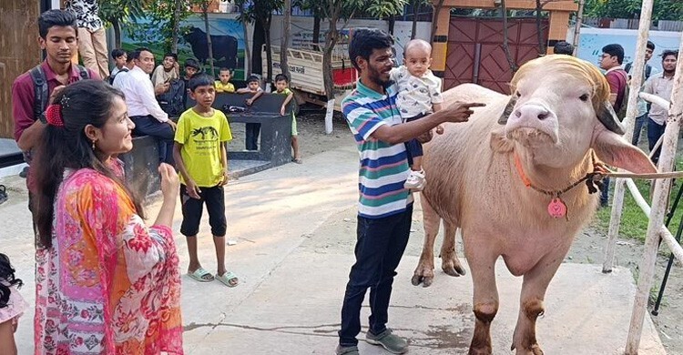 স্বরাষ্ট্রমন্ত্রী হস্তক্ষেপে কোরবানি হচ্ছে না মহিষ ‘ডোনাল্ড ট্রাম্প’