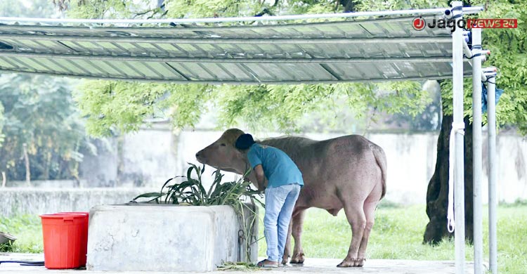 ‘ডোনাল্ড ট্রাম্প’ মহিষটি কি আসলেই বিরল প্রজাতির?