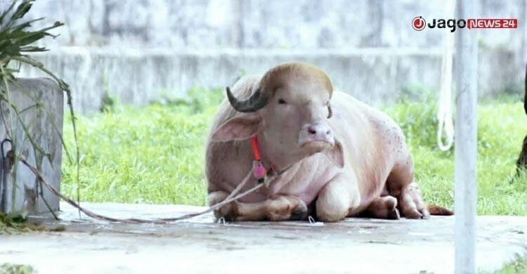 ‘ডোনাল্ড ট্রাম্প’ মহিষের নামের বানান ভুল, চিড়িয়াখানার কিউরেটরকে বদলি