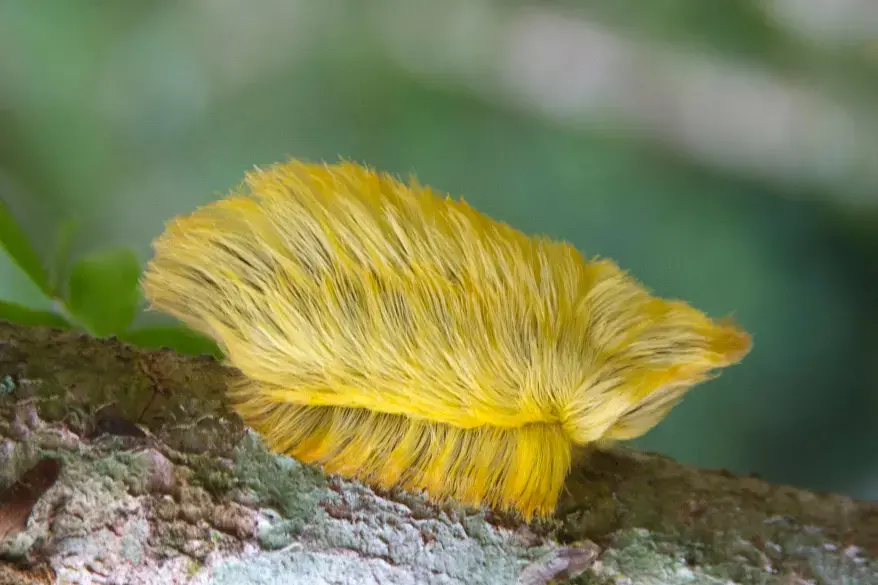 trump hair