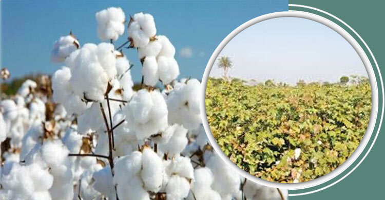 বাংলাদেশে তুলা চাষ করবেন যেভাবে