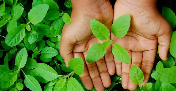 আবহাওয়া বদলালে কাশি? রইলো ঘরোয়া সমাধান