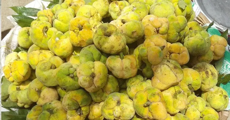 অবহেলিত দেশি ফল ডেউয়ার রয়েছে অসাধারণ স্বাস্থ্য উপকারিতা