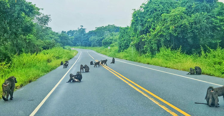 উগান্ডার বিস্ময়কর প্রাকৃতিক স্বর্গভূমি