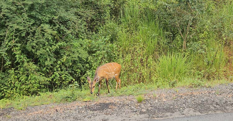 উগান্ডার বিস্ময়কর প্রাকৃতিক স্বর্গভূমি