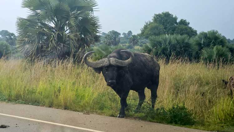উগান্ডার ন্যাশনাল পার্কে বন্যপ্রাণীর অন্যরকম দৃশ্য