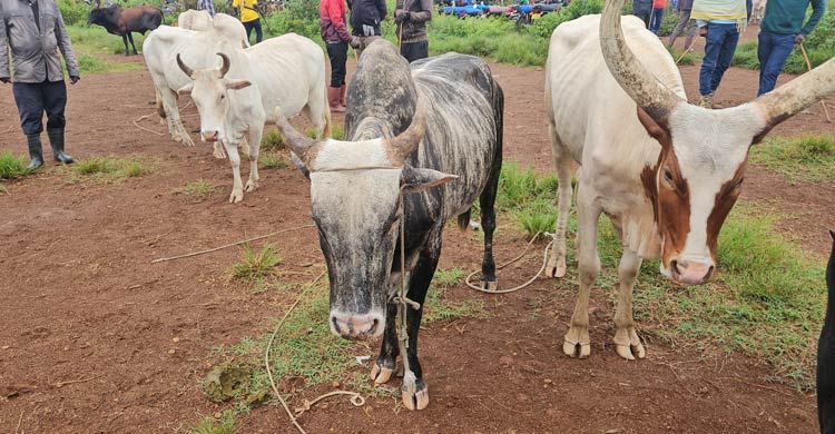 উগান্ডার স্মৃতি: আবেগঘন ভ্রমণকাহিনি