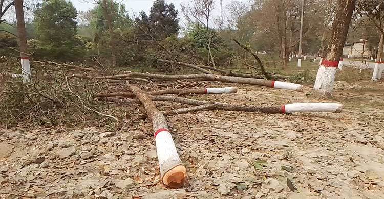 বেরোবিতে ছুটির দিনে অর্ধশত গাছ কর্তন, তোপের মুখে স্থগিত