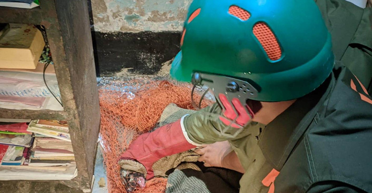 বগুড়ায় গন্ধগোকুলের আক্রমণে আহত ৪