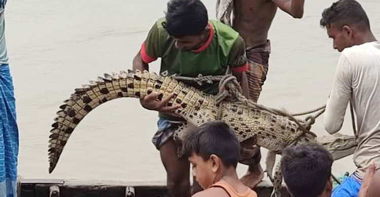 জয়ন্তী নদীতে জেলের জালে উঠে এলো কুমির
