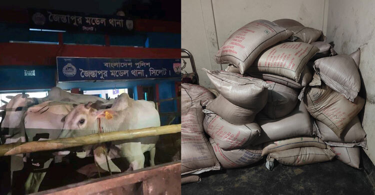 সিলেট সীমান্ত থেকে ভারতীয় গরু-চিনি জব্দ