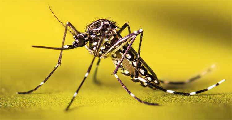 মশা ধরে দিতে পারলেই নগদ অর্থ পুরস্কার
