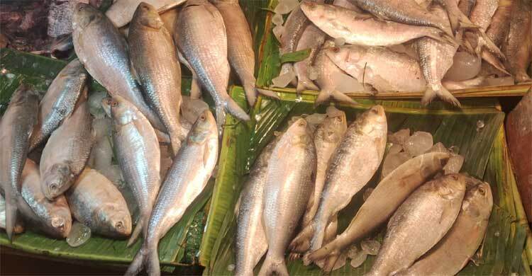 কলকাতায় ইলিশের চড়া দাম