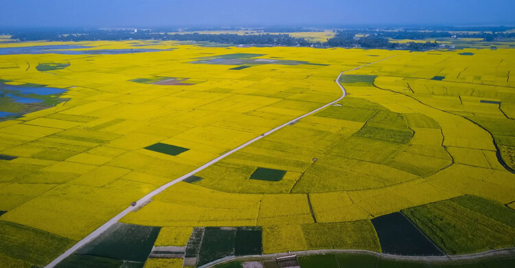 আমন–বোরোর ফাঁকে সোনালি বিপ্লব সিরাজগঞ্জে জনপ্রিয় বারি সরিষা-২০