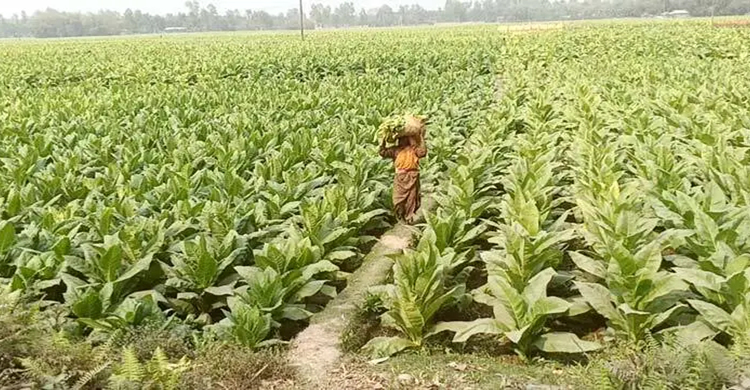 ক্ষতি জেনেও তামাক চাষে ঝুঁকছেন চাষিরা