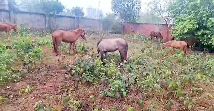 11 live, nine slaughtered horses seized at Purbachal