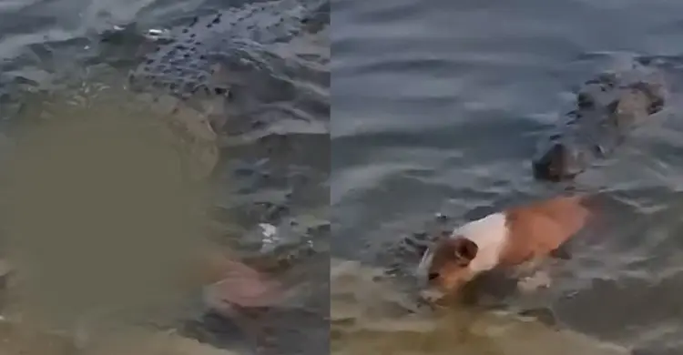 কুকুরকে টেনে নিল কুমির, ভাইরাল ভিডিওর আসল ঘটনা কী?