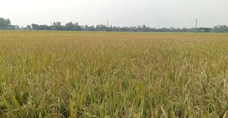 ইটভাটার বিষাক্ত ধোঁয়ায় পাঁচ শতাধিক একর জমির ধান পুড়ে ছাই