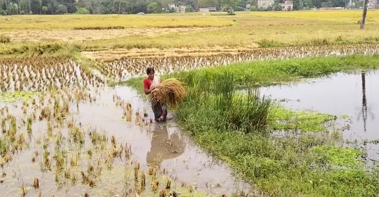 পশ্চিমবঙ্গে দুদিনের বৃষ্টিতে ব্যাপক ক্ষতি, কৃষকের মাথায় হাত
