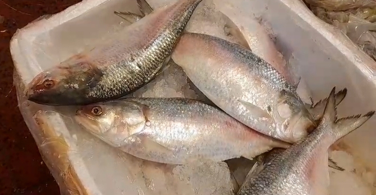 চলতি বছর বাংলাদেশ থেকে কম ইলিশ পাওয়ায় হতাশ কলকাতাবাসী
