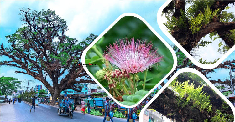 ফেনীতে ৪১০ বছরের প্রাচীন গাছ ‘মেঘ শিরিষ’