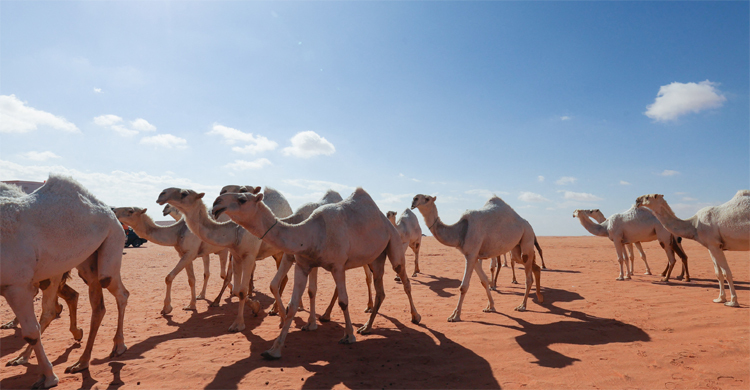 লাখ লাখ উটকে পাসপোর্ট দেওয়ার সিদ্ধান্ত নিয়েছে সৌদি
