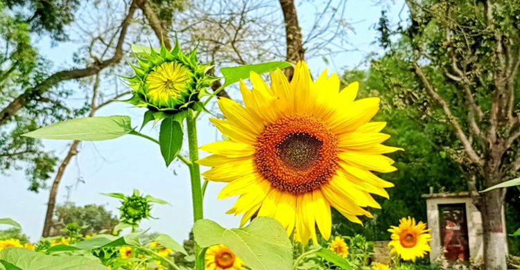 লবণাক্ত জমিতে সূর্যমুখীর হাসি, খুলনাঞ্চলে নতুন সম্ভাবনা