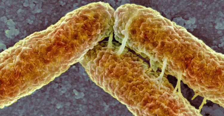 Use of antibiotics in farming ‘endangering human immune system’