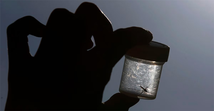 Risk of mosquito-borne diseases rising in Europe