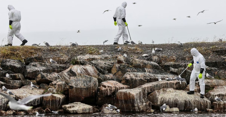 Norway, Finland battle rapid spread of bird flu