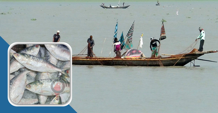 Govt bans hilsa fishing for 22 days