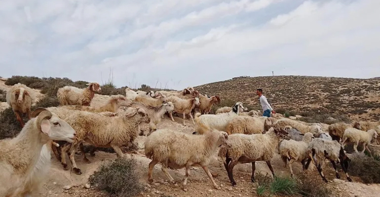 Israeli settlers steal Palestinian farmers’ land in occupied West Bank