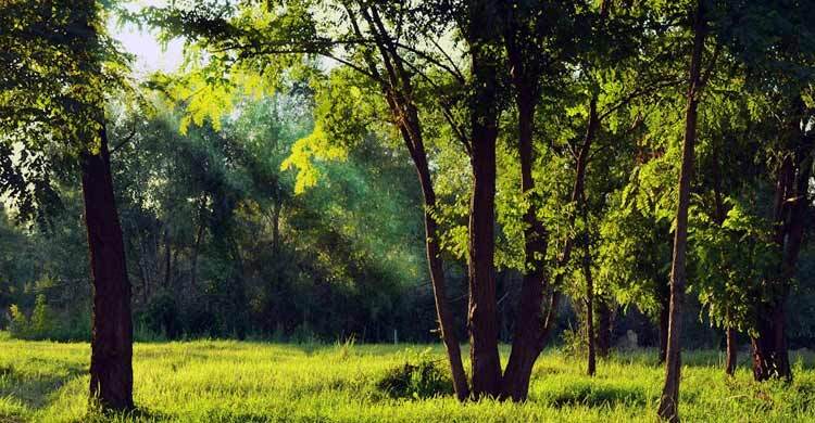 Enjoying nature helps to lower inflammation levels: Research