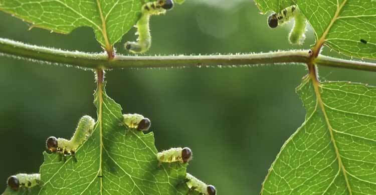 Why you should let insects eat your plants