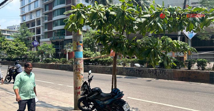 উত্তর সিটিতে সবুজ বিপ্লব