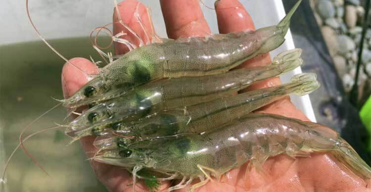 ট্রাম্পের শুল্কনীতি, ক্ষতির মুখে পশ্চিমবঙ্গের মাছ ব্যবসায়ীরা