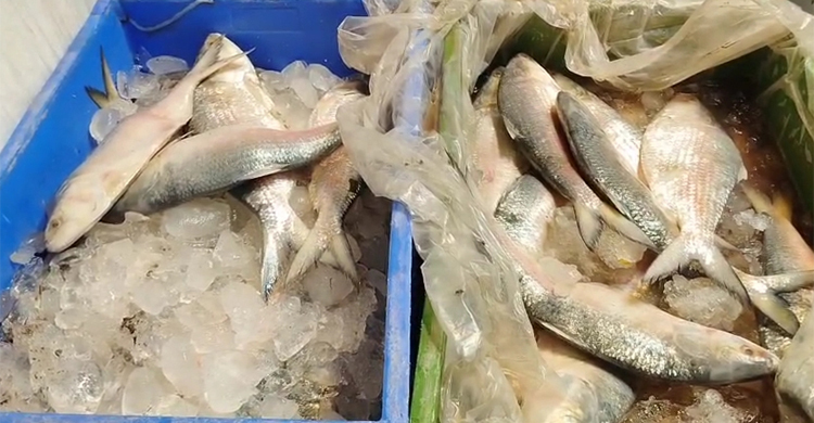 পূজার আগেই পদ্মার ইলিশের স্বাদ পাবে ভারতীয়রা