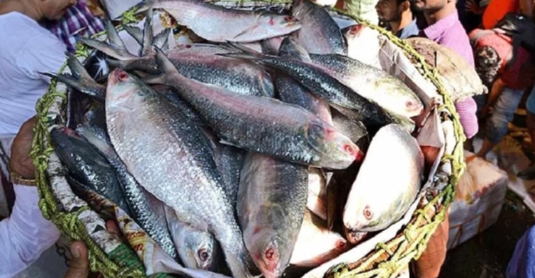 শারদীয়ার আগে ভারতে ৫৬০ মেট্রিক টন ইলিশ পাঠালো বাংলাদেশ