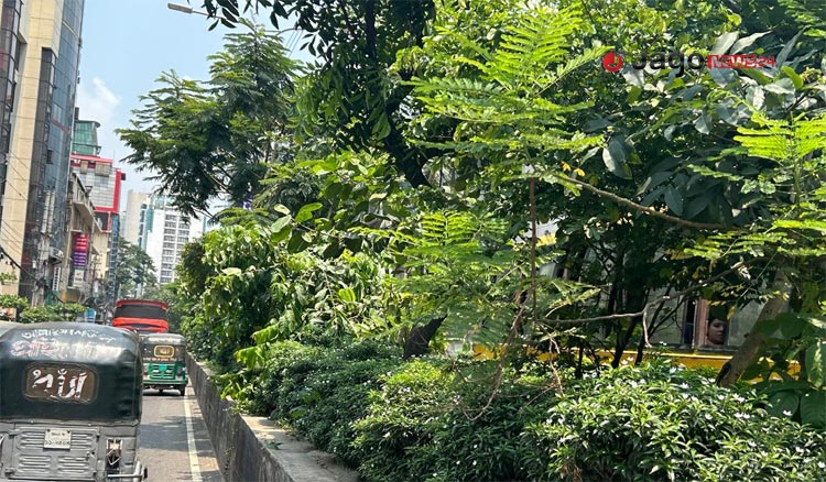 সবুজে ভরা ঢাকার ফুটপাত
