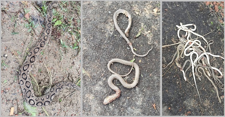 পুকুরপাড়ে কুঁড়েঘরে মিললো ৩২ বাচ্চাসহ রাসেল ভাইপার