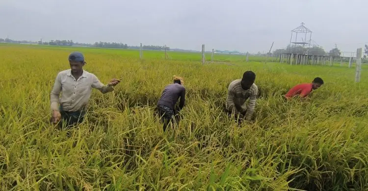 পহেলা বৈশাখের ভোরেই সুনামগঞ্জের হাওরে ধান কাটার ধুম